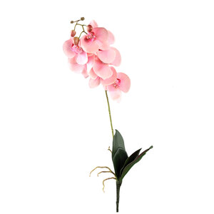 Fleur d’orchidée rose clair Phalaenopsis-Spray