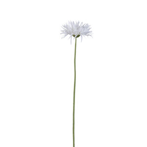 Gerbera Blume Gerbera blanche