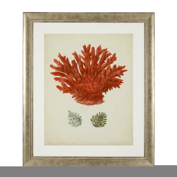 Drucke Antike rote Korallen Satz von 6 der Firma Eichholtz