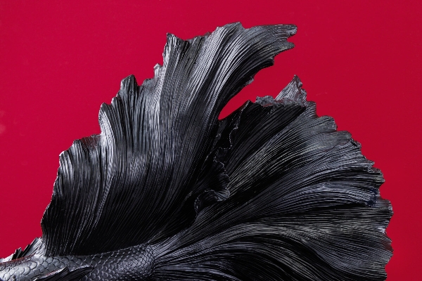 Deko-Fisch CROWNTAIL der Firma Casa Élite